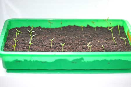 Chili-Zucht-Tagebuch-2015-5