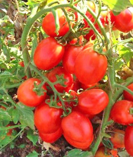 Petomech Tomaten Samen