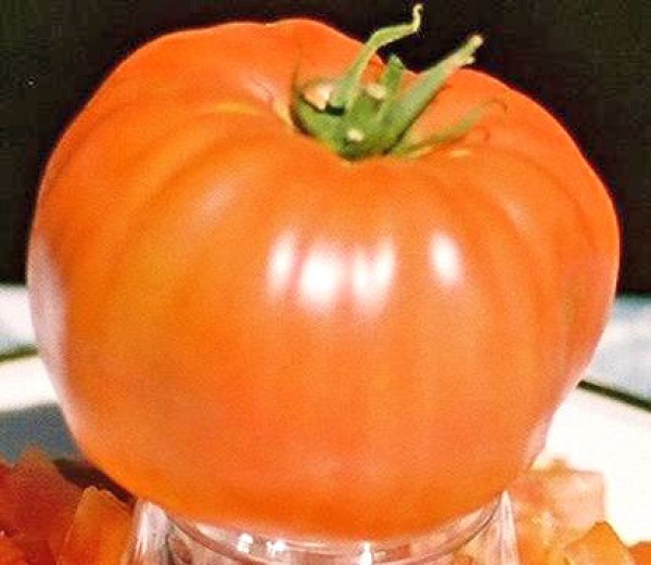Soldacki Tomaten Samen