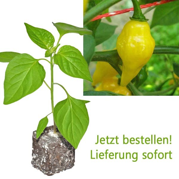 BIO Limon Chili-Pflanze