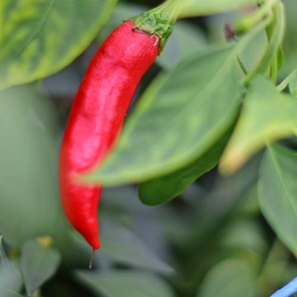 BIO Drago Chili Samen 1000 Stk.