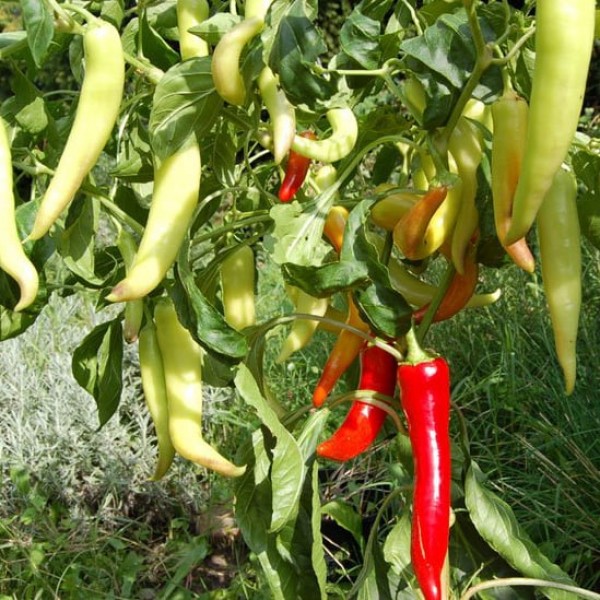 Inferno Chili Samen B-Ware