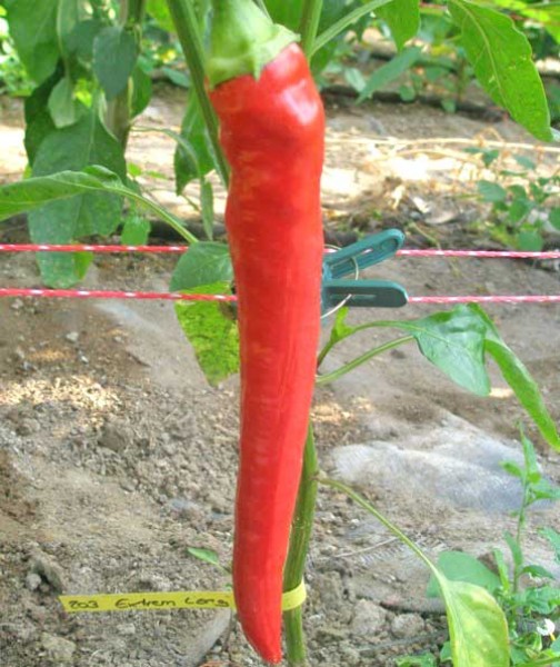 Extrem Long Chili Samen