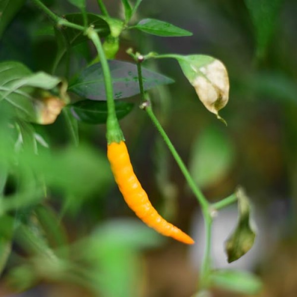 Bio Thai Orange Hot Chili Samen 1000 Stk.