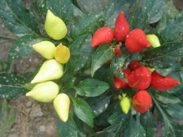 Cony Chili Samen B-Ware