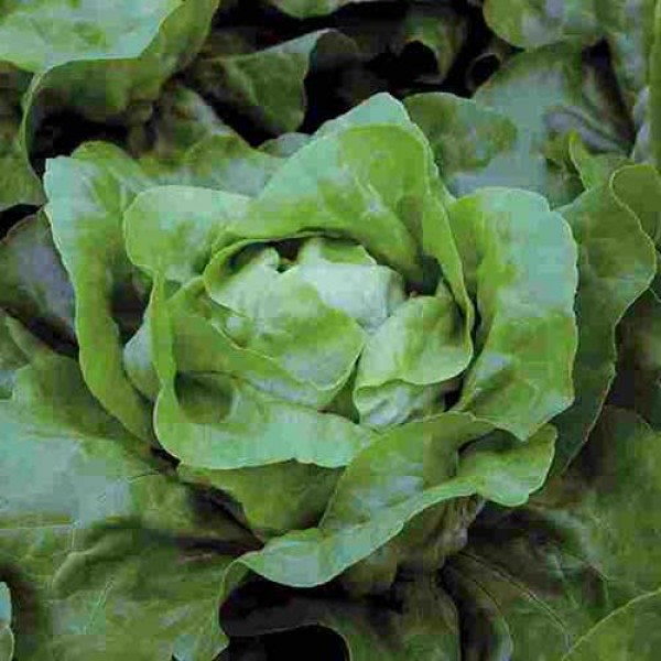 Kopfsalat Maditta Pills Samen B-Ware