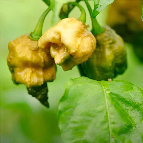Pepper X - die schärfste Chili der Welt - Informationen und tolle ...