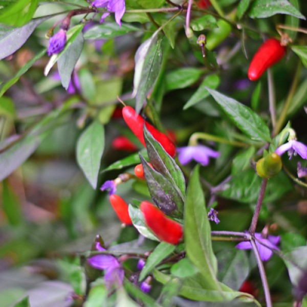 Bird_Eyes_Black_Chili_Samen_01.jpg