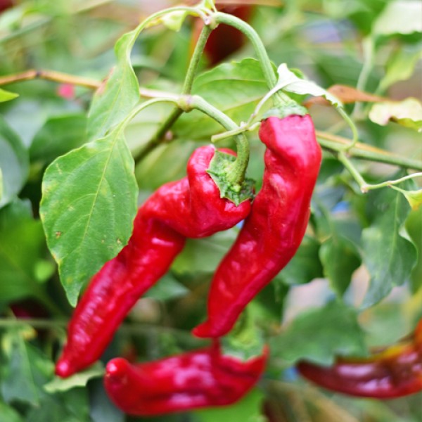 Zhengzhou_Chili_Samen_01.jpg