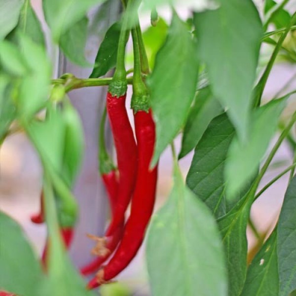 BIO Aji Pingo Chili Samen