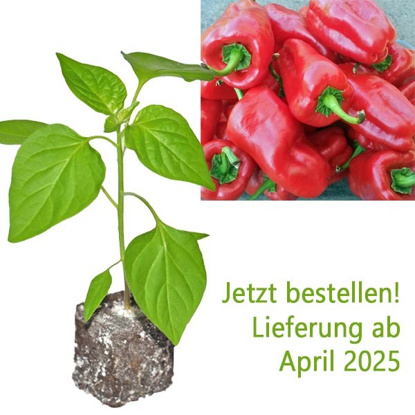 BIO_Letschauer_Schoten_Pfeffer_Chili-Pflanze_01.jpg