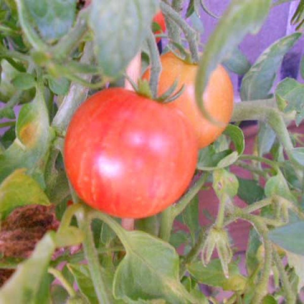 Tigerella Tomaten Samen B-Ware