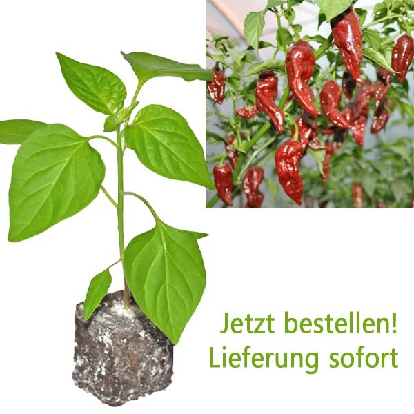 BIO Bhut Jolokia Chocolate Chili-Pflanze