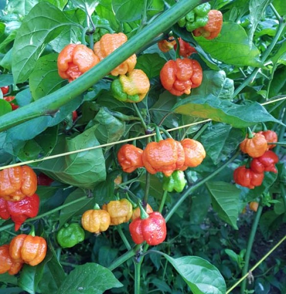 7 Pot Brain Strain Red Chilisamen bestellen - chili-shop24.de