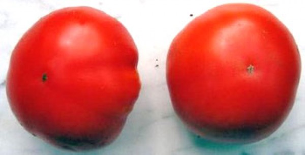 Marglobe Tomaten Samen