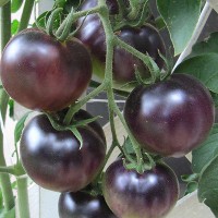 Black Cherry Tomaten Samen Black Cherry Tomaten Samen