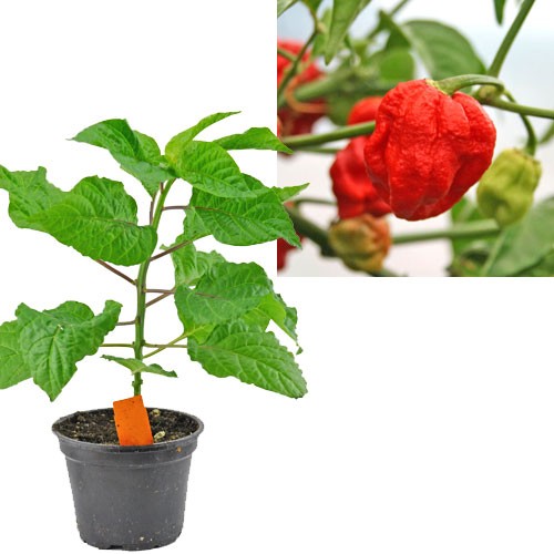 BIO 7 Pot Jonah Chili-Pflanze