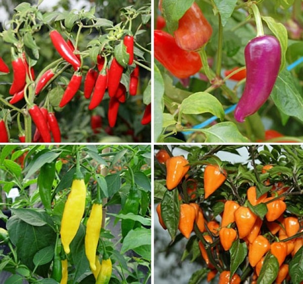 Welche Chilisorten soll ich anbauen ?