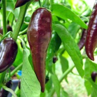 BIO Habanero Maya brown Chili Samen BIO Habanero Maya brown Chili Samen
