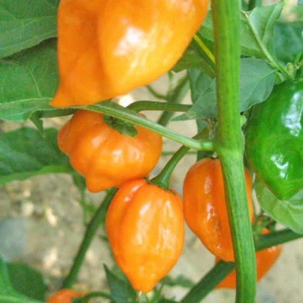 Scotch Bonnet Orange Chili Samen