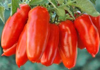 San Marzano Lampadina Tomaten Samen San Marzano Lampadina Tomaten Samen
