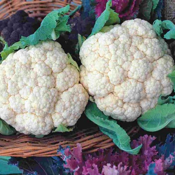 Blumenkohl_Snowball_Samen_1.jpg