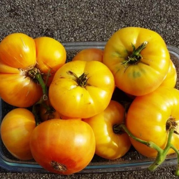 Beaute_Blanche_Tomaten_Samen_1.jpg