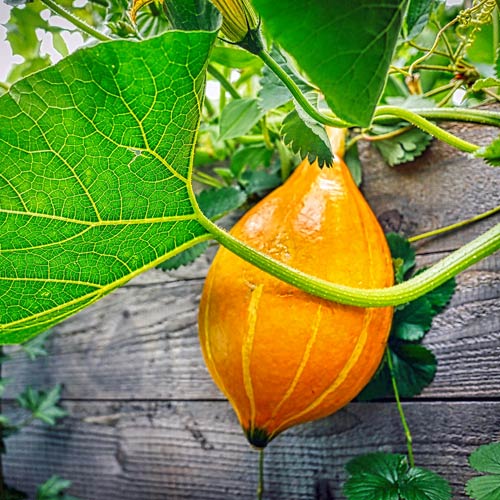 Kürbis im Garten selbst anbauen Anleitung saatgutbiene.de