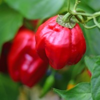 Birgit_Lou_Chili_Samen_01.jpg Birgit_Lou_Chili_Samen_01.jpg