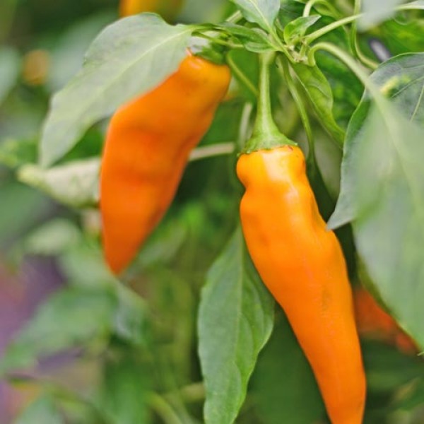 Bio Tequila Sunrise Chili Samen