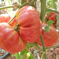 Corazon_de_Buey_Tomaten_Samen_1.jpg Corazon_de_Buey_Tomaten_Samen_1.jpg