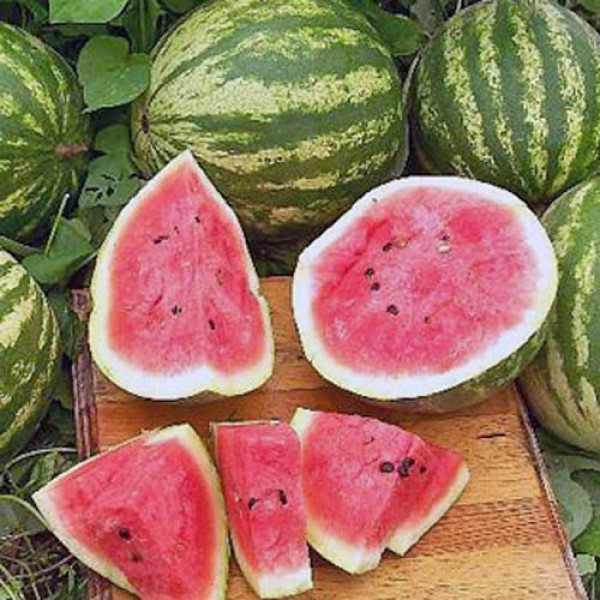 Wassermelone_Calsweet_Samen_1.jpg