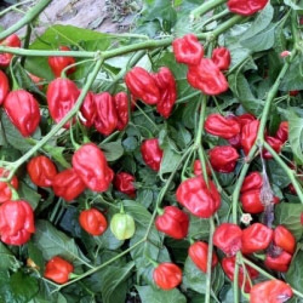 Bio 7 Pot Burgundy Chili Samen