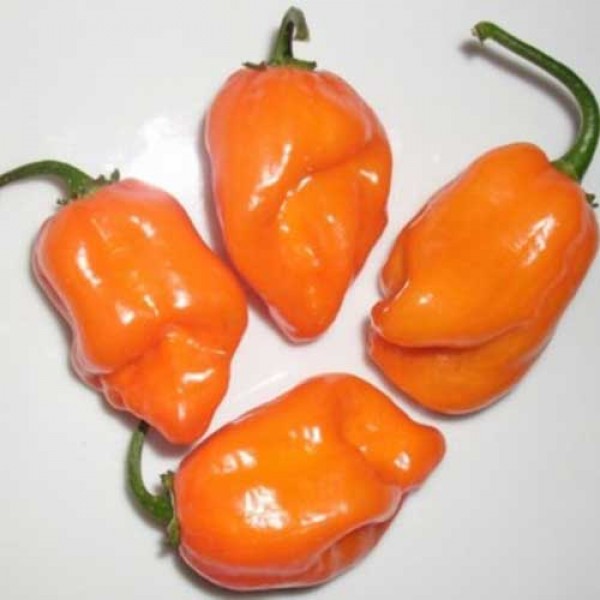 Habanero_Anaranjado_Chili_Samen_1.jpg