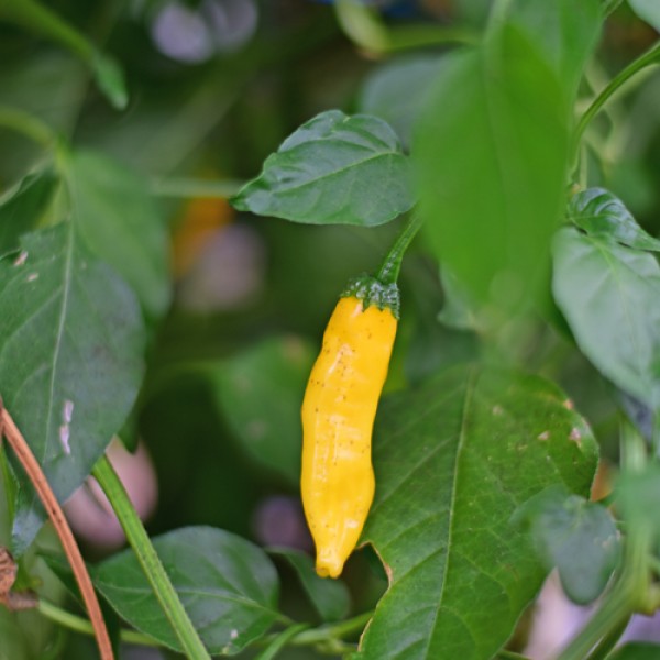 Bio Aji Pineapple Chili Samen 1000 Stk.