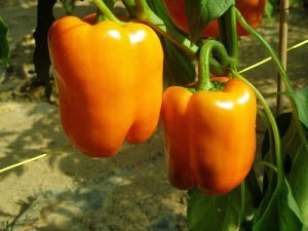 Orange Sun Chili Samen B-Ware