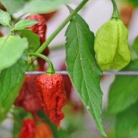 Vorschau: Bio_Carolina_Reaper_Brown_Chili_Samen_04.jpg Vorschau: Bio_Carolina_Reaper_Brown_Chili_Samen_04.jpg