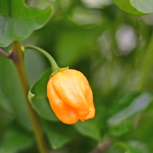 BIO Kathumby yellow Samen