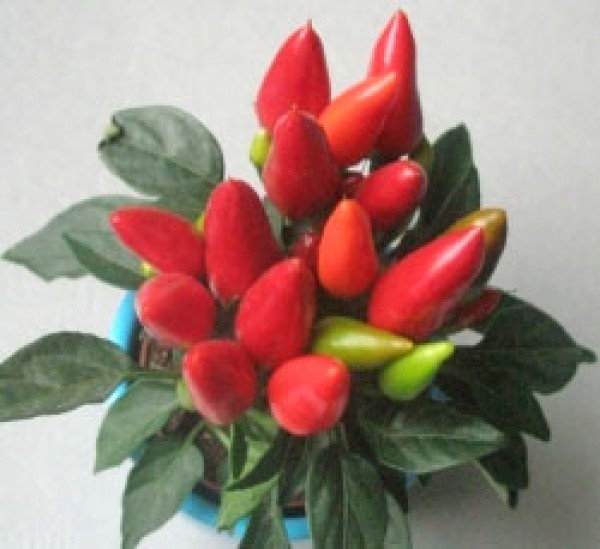 Maya Flame Red Chili Samen