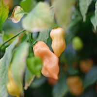 BIO Habanero Kukulkan Chili Samen BIO Habanero Kukulkan Chili Samen