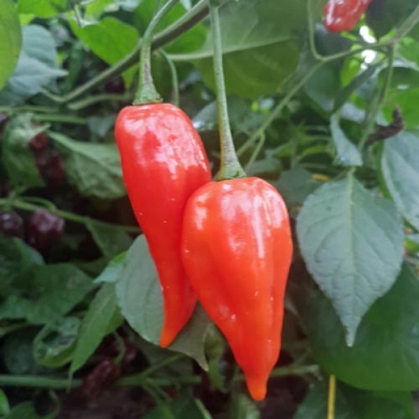 Aji_Limo_Rojo_Chili_Samen_1.jpg