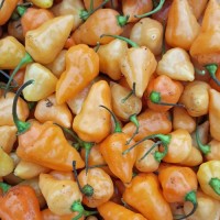 Vorschau: Royal Gold Chili Samen Vorschau: Royal Gold Chili Samen