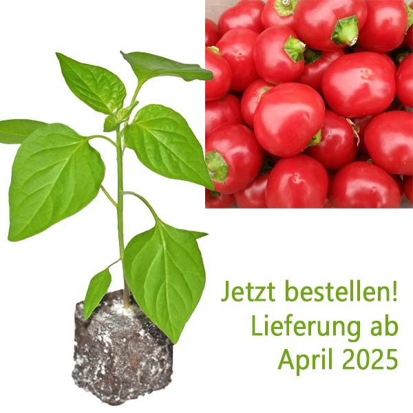BIO_Cherry_Bomb_Chili-Pflanze_01.jpg