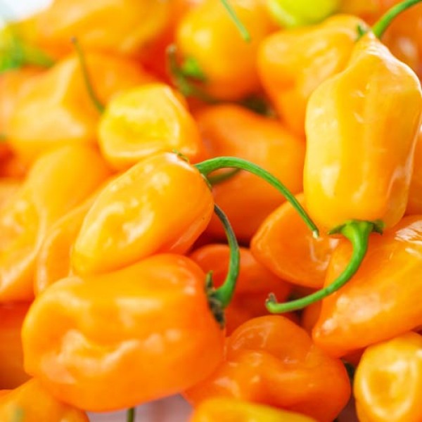 BIO Habanero Orange Chilis frisch 1kg