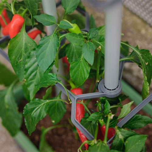 Charly Chili Pflanztopf für Chilipflanzen - hellgrau - online bestellen auf