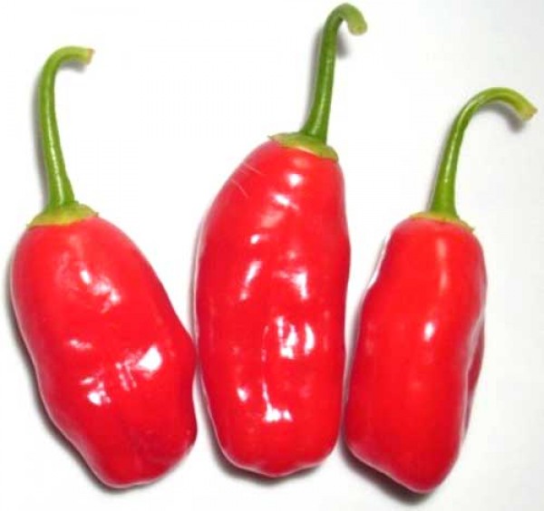 Aji Ecuadorian Red Chili Samen
