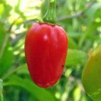 BIO Umberto Chili Samen BIO Umberto Chili Samen