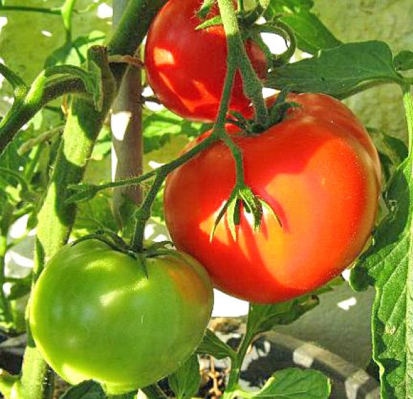 Jubileum Tomaten Samen