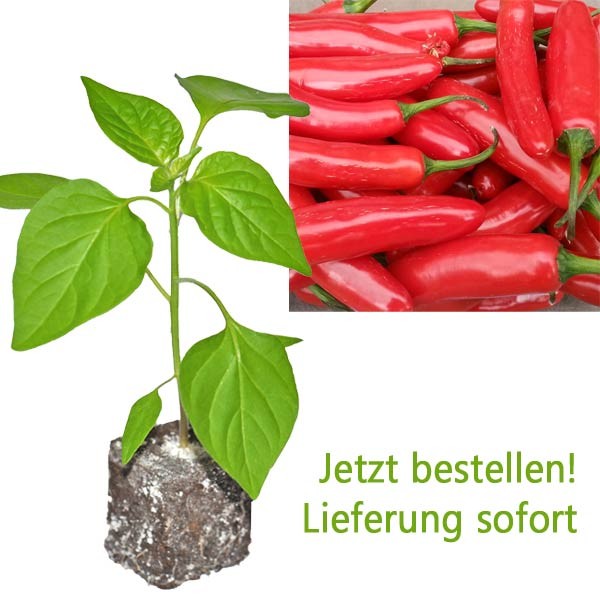 BIO Serrano Chili-Pflanze