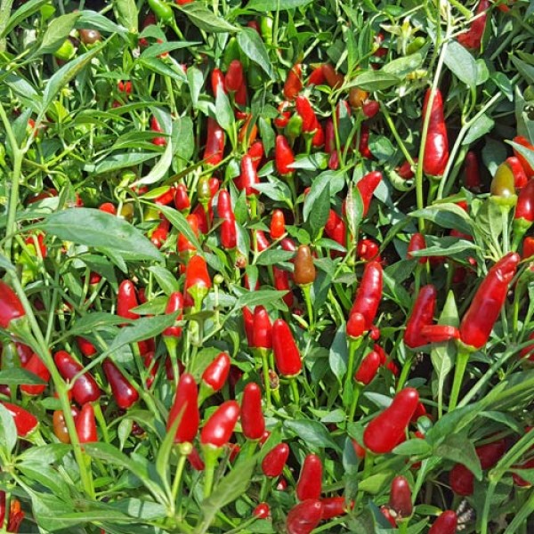 Thai Sun Chili Samen